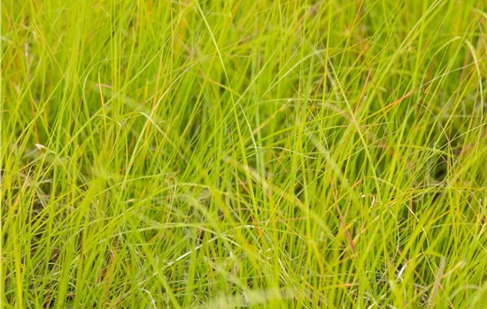 Sesleria nitida