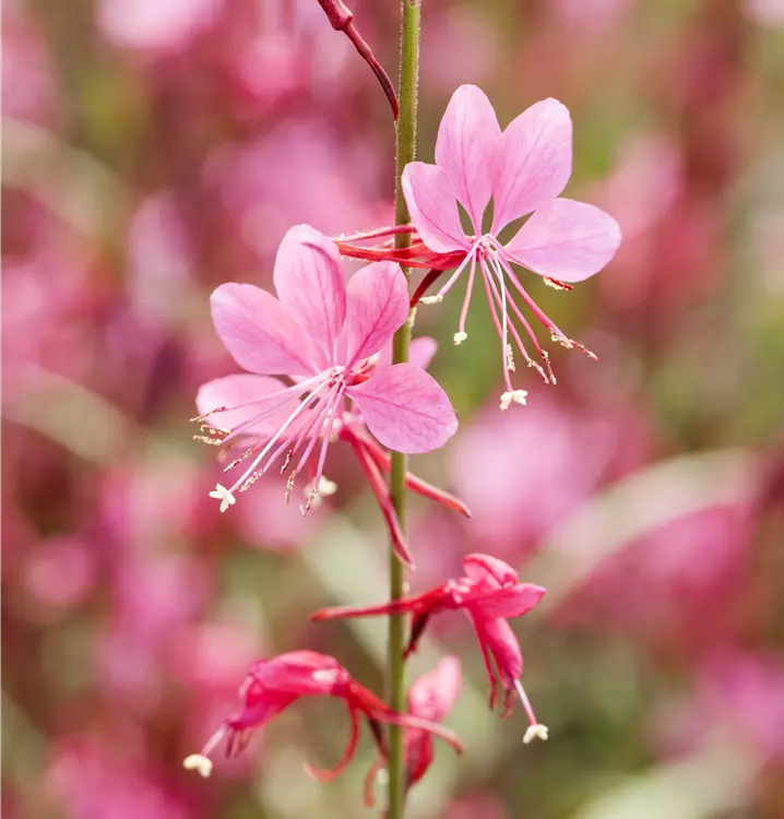Garten-Prachtkerze