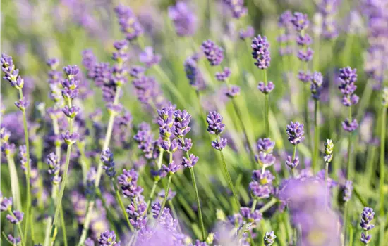 Lavandula x intermedia 'Grosso'