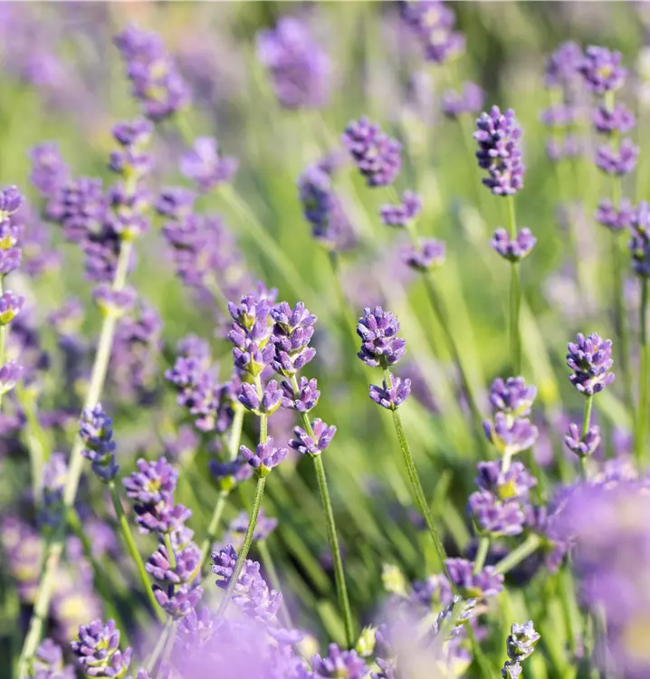 Provence-Lavendel 'Grosso'