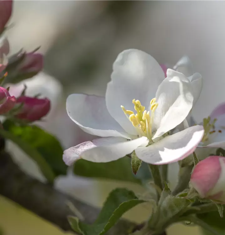 Apfel 'Rheinischer Bohnapfel'