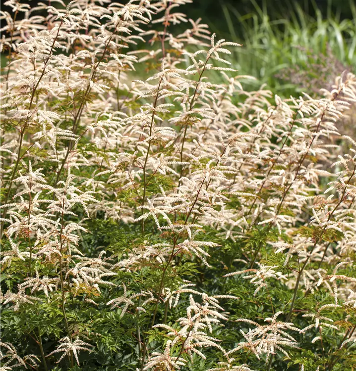 Kleiner Garten-Geißbart 'Horatio'