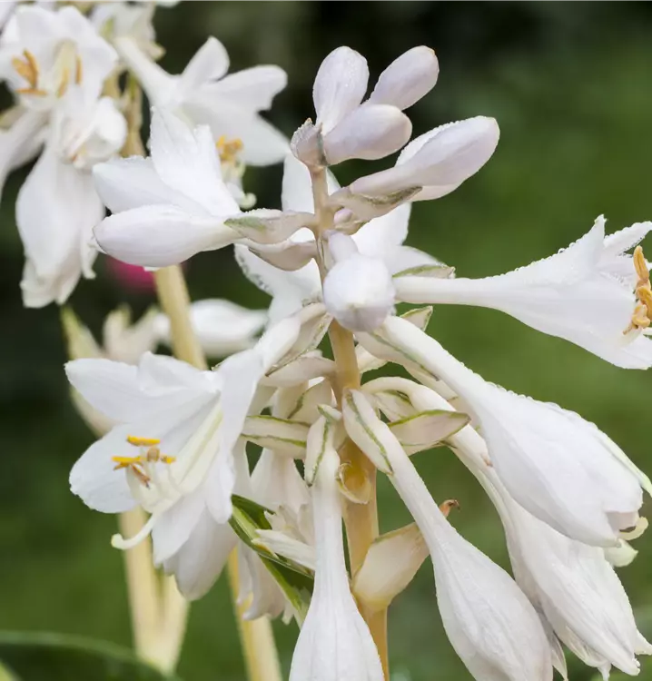 Blaugraue Funkie 'Great Expectations'