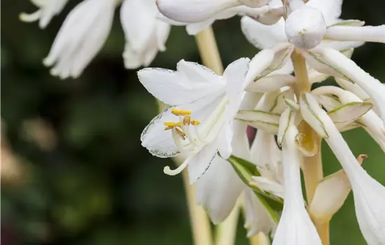 Hosta sieboldiana 'Great Expectations'