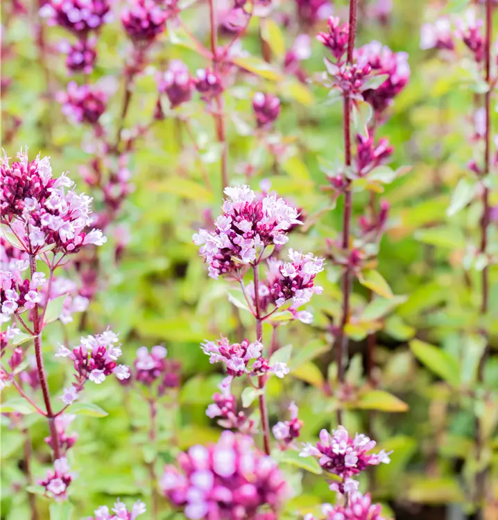 Blüten-Dost 'Herrenhausen'