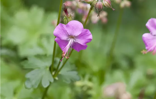 Geranium x cantabrigiense 'Berggarten'