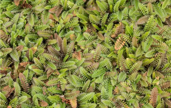 Leptinella squalida 'Platt's Black'