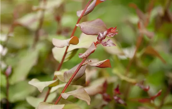 Lagerstroemia indica i.S.