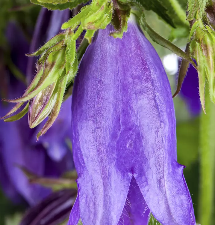 Gepunktete Glockenblume 'Sarastro'