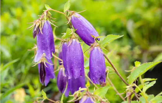 Campanula punctata 'Sarastro'