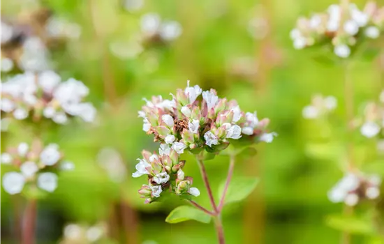 Origanum vulgare 'Thumbles'