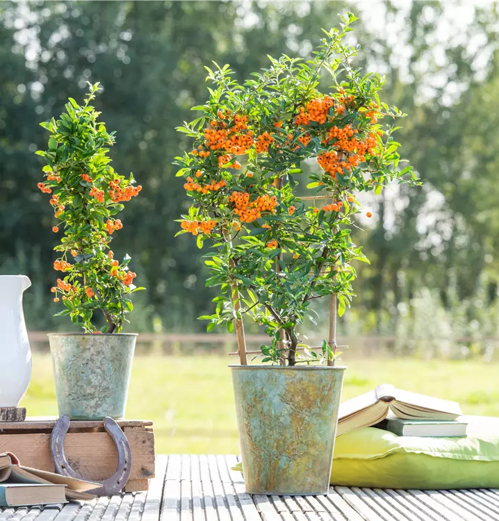 Feuerdorn 'Orange Glow'