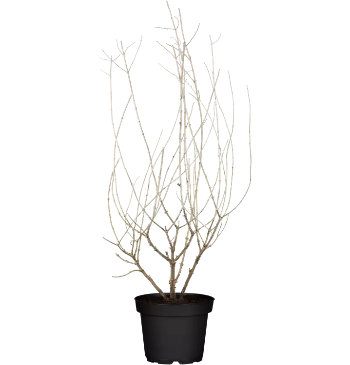 Blauraute