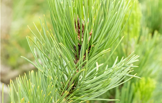 Pinus heldreichii 'Satellit'