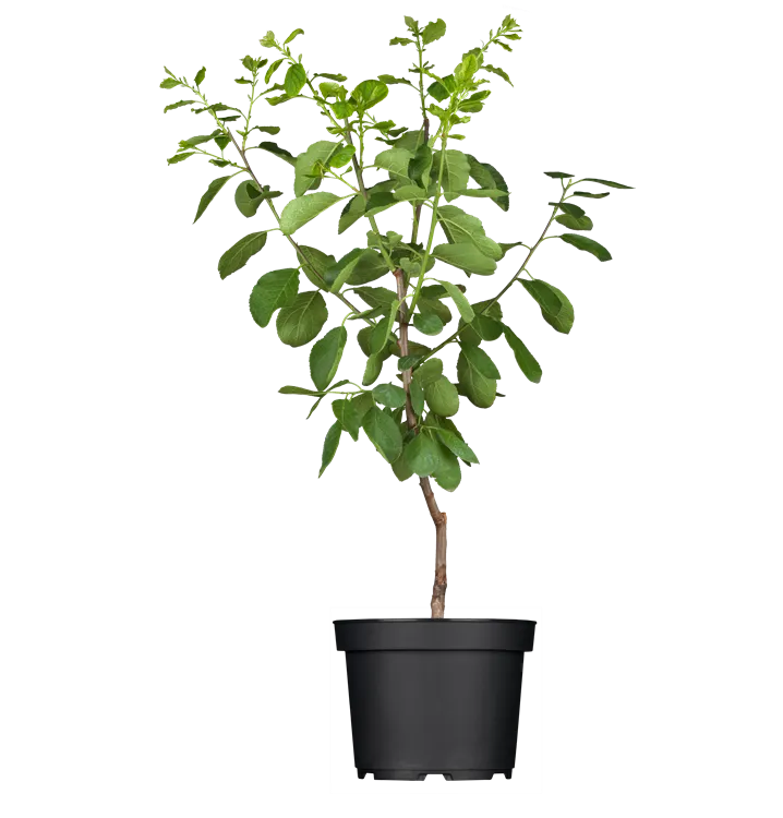 Kriechen-Pflaume 'Opal'