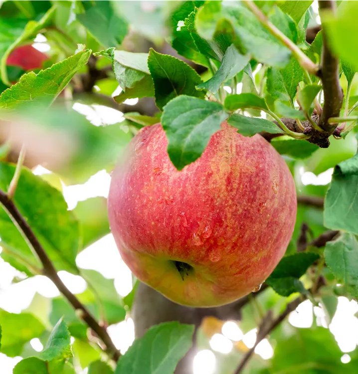 Apfel 'Shampion'