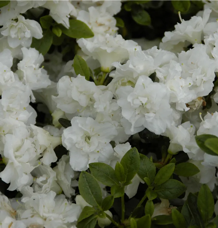 Japanische Azalee 'Eisprinzessin'®