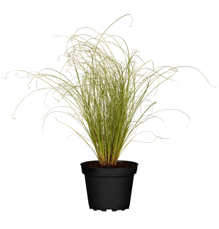 Bräunliche Garten-Segge 'Frosted Curls'