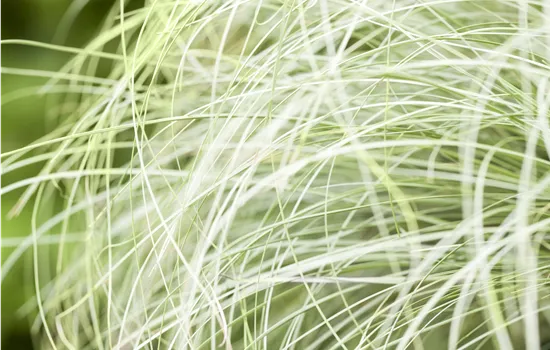 Carex albula 'Frosted Curls'
