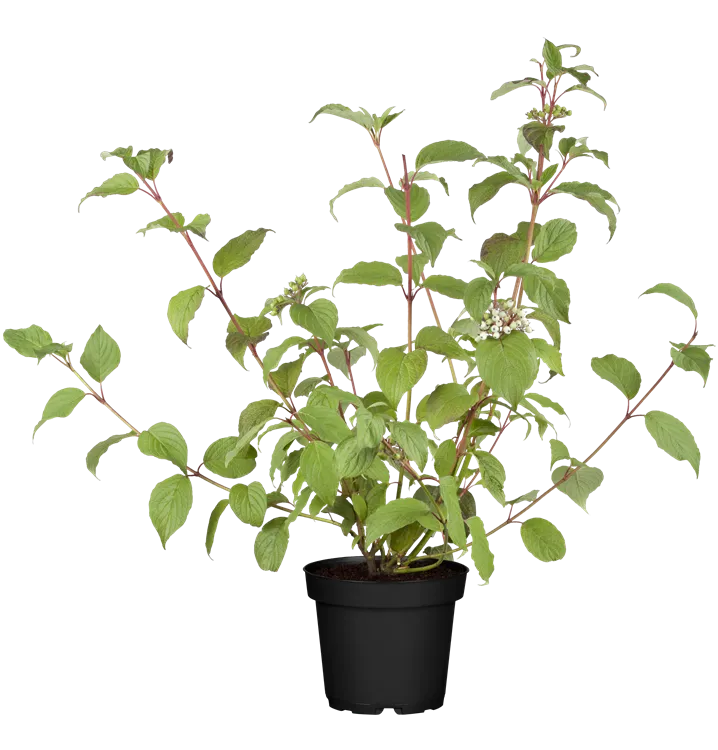 Schwarzholz-Hartriegel 'Kesselringii'
