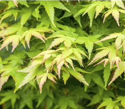 Acer palmatum 'Biho'