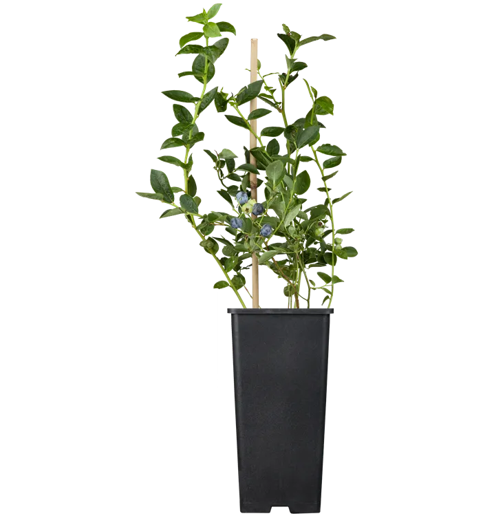 Heidelbeere 'Bluegold'