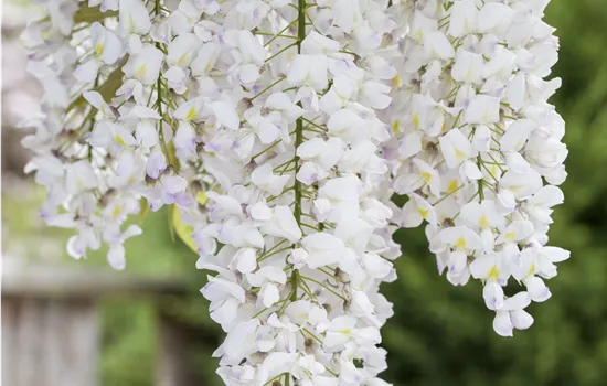 Wisteria floribunda 'Longissima Alba'