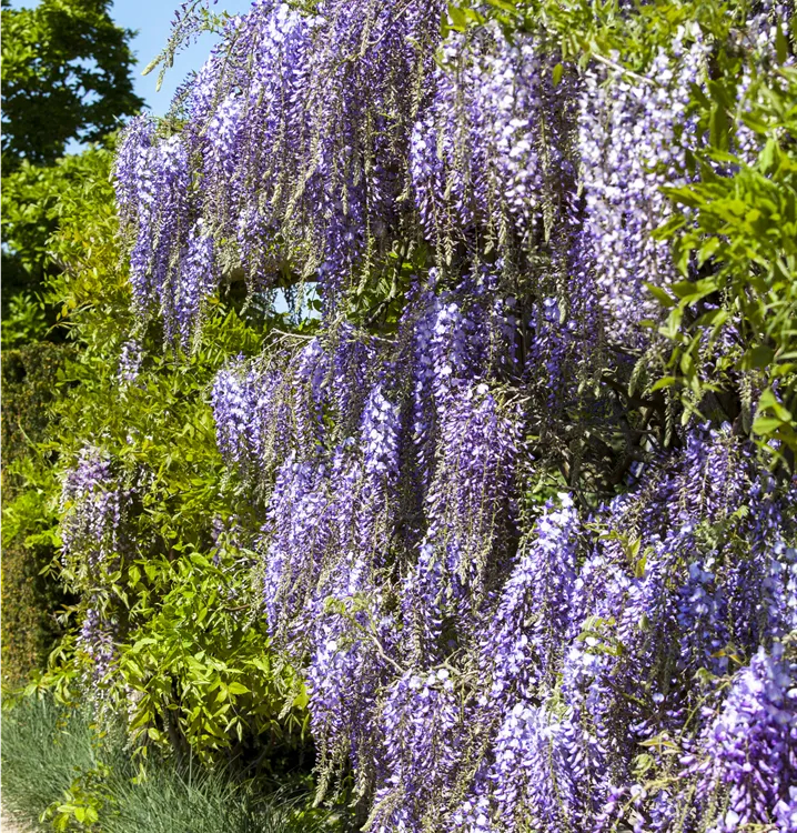 Edelblauregen 'Macrobotrys'