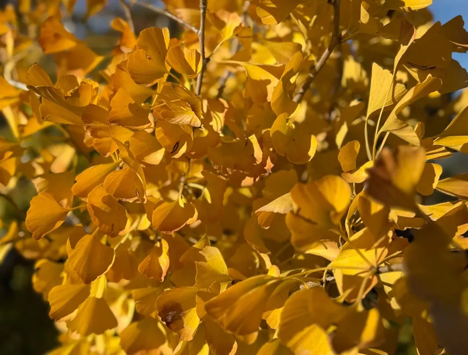 Ginkgo.jpeg