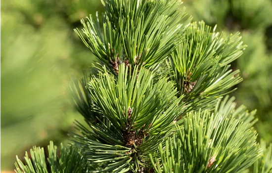 Pinus leucodermis 'Irish Bell'