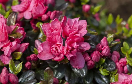 Rhododendron obt.'Rosinetta' -R-