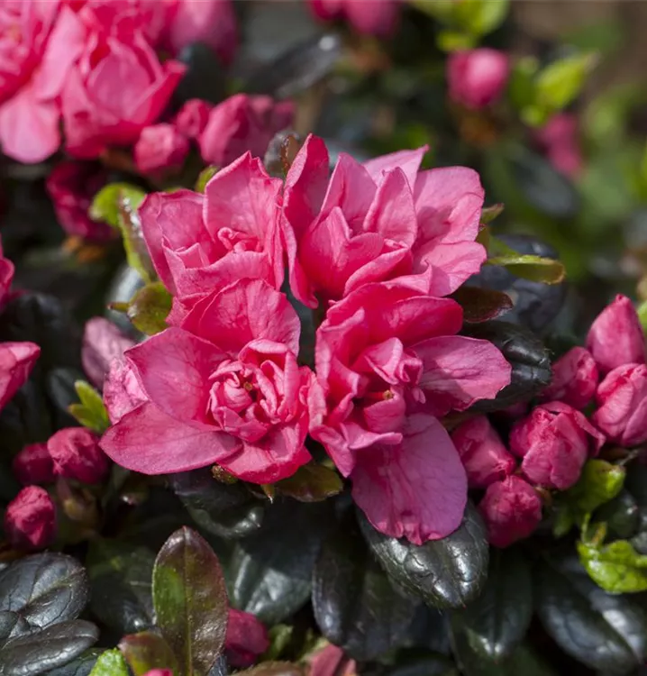 Japanische Azalee 'Rosinetta' -R-