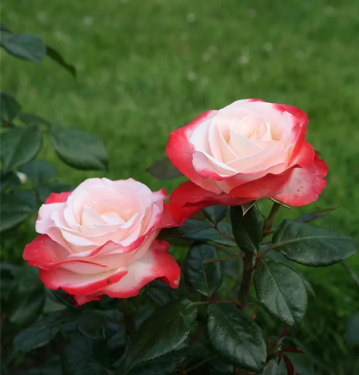 Edelrose 'Nostalgie' -R-