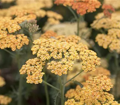 Achillea millefolium 'Terracotta'