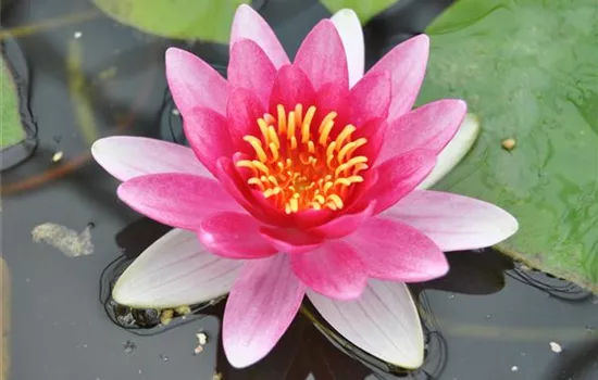 Nymphaea x cult.'Attraction'