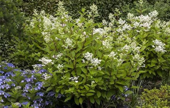 Hydrangea panic. 'Wim's Red' -S-
