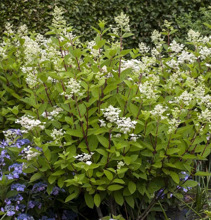 Rispenhortensie 'Wim's Red' -S- Premiumgehölz