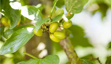 Zum Vergrößern klicken Bildvorschau