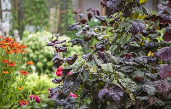 Corylus maxima 'Red Majestic' -S-