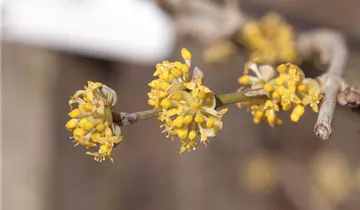 Zum Vergrößern klicken Bildvorschau