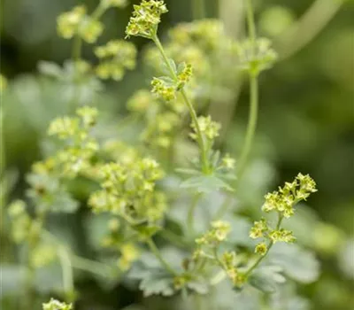 Alchemilla erythropoda