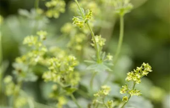 Alchemilla erythropoda