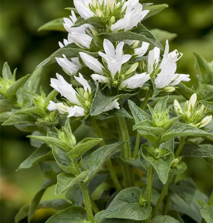 Knäuel-Glockenblume