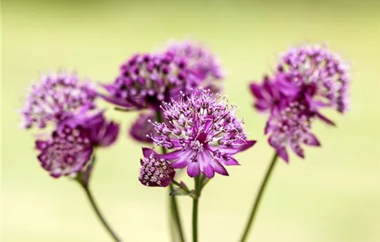 Astrantia major 'Abbey Road' -R-