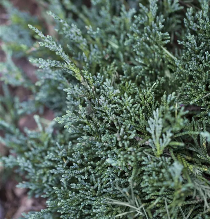 Teppichwacholder 'Wiltonii'