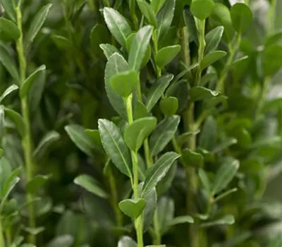 Ilex crenata 'Caroline Upright'