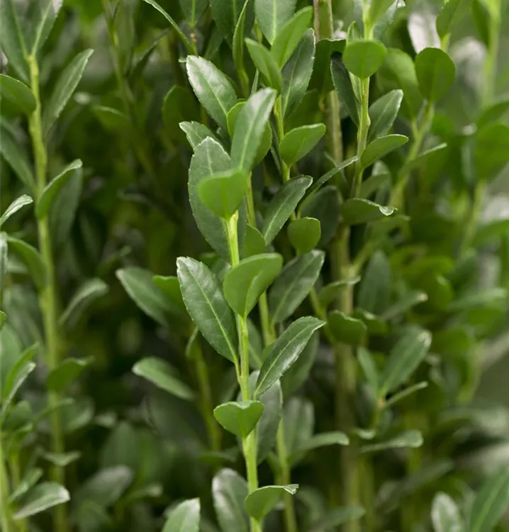 Berg-Ilex 'Caroline Upright'