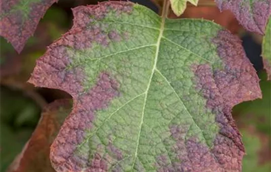 Hydrangea quercifolia 'Burgundy'
