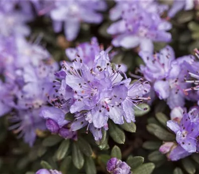 Rhododendron impeditum