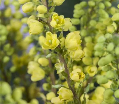 Mahonia media 'Winter Sun'